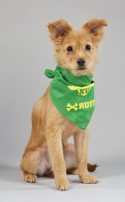 Puppy Bowl XV
